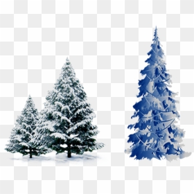 Snow Pine Png - Pine Tree Snow Png, Transparent Png - winter trees png