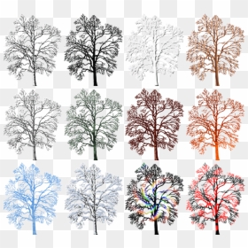 White Pine, HD Png Download - winter trees png