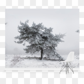 Tree, HD Png Download - winter trees png