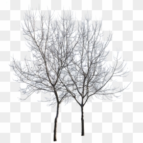 Birch, HD Png Download - winter trees png