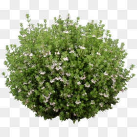 Ozbreed Aussie Box® - White Flower Shrub Png, Transparent Png - groundcover png