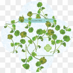 Seed, HD Png Download - groundcover png