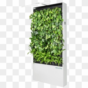 Green Wall Revit, HD Png Download - groundcover png