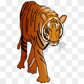 Tiger - Tiger Clip Art, HD Png Download - bengal tiger png