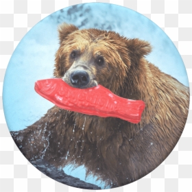 Grizzly Bear With Fish, HD Png Download - swedish fish png
