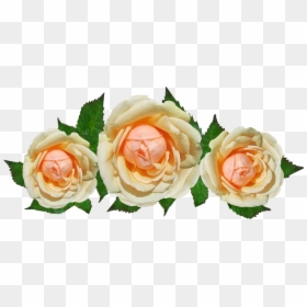 Transparent Rose Leaf Png - Rose, Png Download - white rose petals png