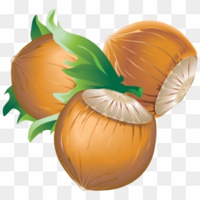 Hazelnut - Vector Files Chestnuts, HD Png Download - hazelnut png