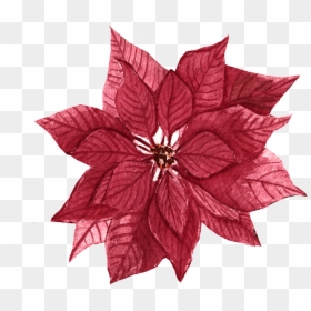 Red Maple Png - Red Maple, Transparent Png - red maple png
