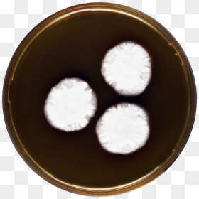 Aspergillus Anthodesmis Meaox - Dish, HD Png Download - white rice png