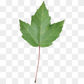 Swamp Red Maple Leaf, HD Png Download - red maple png