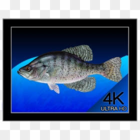 White Crappie, HD Png Download - 4k png wallpaper