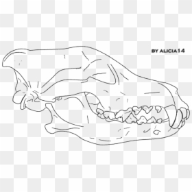 Gray Wolf Line Art Drawing Mammal Sketch - Wolf Skull Line Art, HD Png Download - wolf skull png