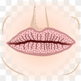 Eyelash,mouth,lip - Drawing, HD Png Download - lips outline png
