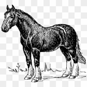 Tennessee Walking Horse Shire Horse Draft Horse Equestrian - Horse And Cart Drawing, HD Png Download - tennessee outline png