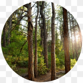 Transparent Forest Clipart Png - Forest Image In A Circle, Png Download - forest clipart png