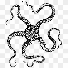 Star Clipart Brittle - Brittle Star Fish Drawing, HD Png Download - star drawing png