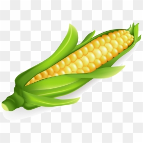 Clip Art On The Cob Maize - Vector Corn, HD Png Download - corn clipart png