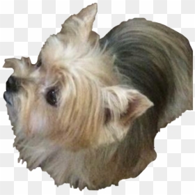 Dog Terrier,small Terrier,australian Silky Terrier,carnivore,rare - Australian Silky Terrier, HD Png Download - dog toy png