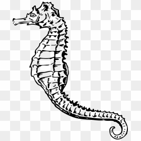 Seahorse Black And White, HD Png Download - sea horse png