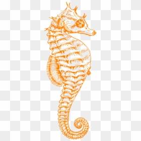 Seahorse Black And White, HD Png Download - sea horse png