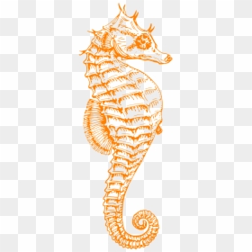 Seahorse Black And White, HD Png Download - sea horse png