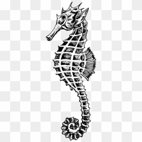 Seahorse Drawing Png, Transparent Png - sea horse png