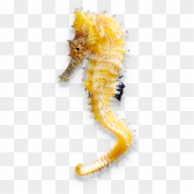 Northern Seahorse, HD Png Download - sea horse png