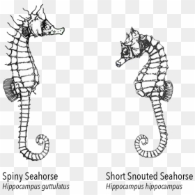 Seahorse Chart - Northern Seahorse, HD Png Download - sea horse png
