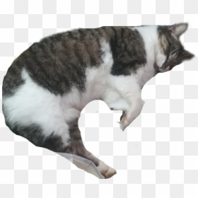 Cat Sleeping Png, Transparent Png - meow png
