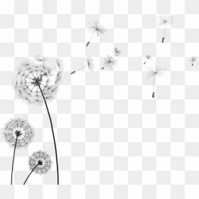 Dandelion Png High-quality Image - Transparent Background Dandelion Clipart, Png Download - dandelion vector png