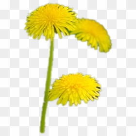 Dandelion Png Photo Image - Dandelion, Transparent Png - dandelion vector png