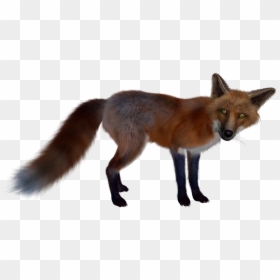 Fox Png - Gray Fox Transparent Background, Png Download - baby fox png