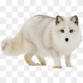 Cute Baby Arctic Wolf, HD Png Download - arctic fox png