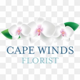Cape Winds Florist - Moth Orchid, HD Png Download - rainbow flower crown png