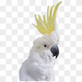 Transparent Cockatoo Png - Cockatoo Transparent Background, Png Download - cockatoo png