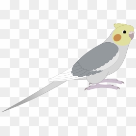 Cockatoo - Transparent Cartoon Cockatiel, HD Png Download - cockatoo png