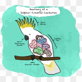 Anatomy Of A Sulphur-crested Cockatoo - Cockatoo Anatomy, HD Png Download - cockatoo png