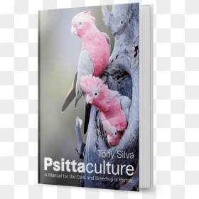 Psittaculture Tony Silva 2018, HD Png Download - cockatoo png