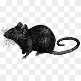 Transparent Rats Png - Black Death Rat Transparent, Png Download - rats png