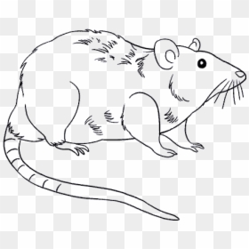 Drawn Rat Step By Step - Rat Drawing Png, Transparent Png - rats png