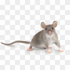 Rat, HD Png Download - rats png