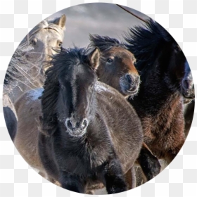 Genghis Khan Horse Trip - Stallion, HD Png Download - genghis khan png