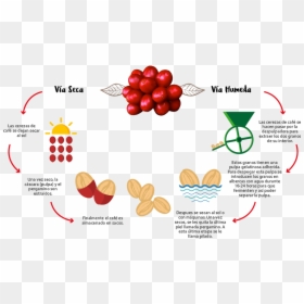 Production Process Of Coffee In Png, Transparent Png - proceso png