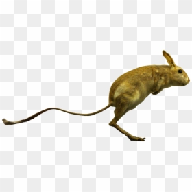 File - Allactaga-detail - Allactaga, HD Png Download - hare png