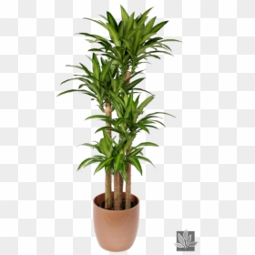 Transparent Yucca Png - Dracaena Fragrans Massangeana 5, Png Download - office plant png