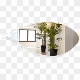 Plant Hire Services - Best Indoor Plants For Office, HD Png Download - office plant png