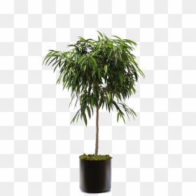 Ficus Png, Transparent Png - office plant png