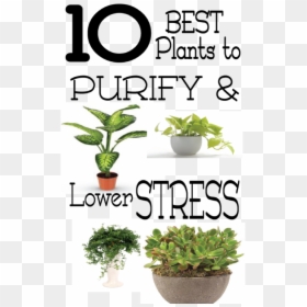 Good Plants For Stress, HD Png Download - office plant png