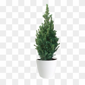 Office Plant Png Transparent Png Vhv