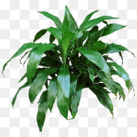 Big Indoor Plants Long Leaves, HD Png Download - office plant png
